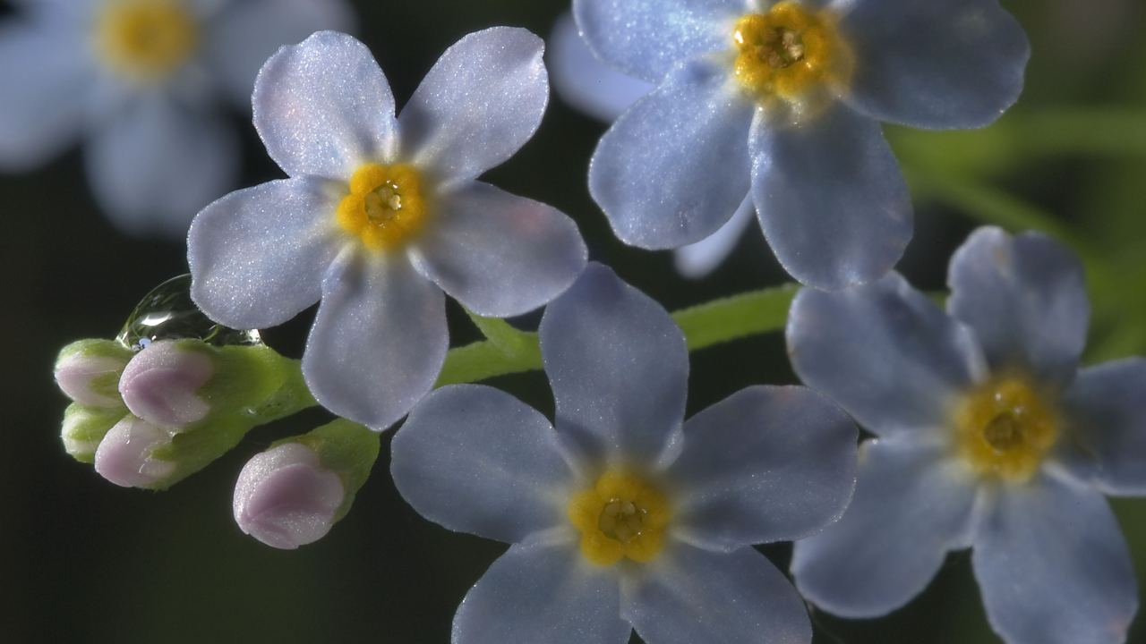 Незабудки красивые цветы