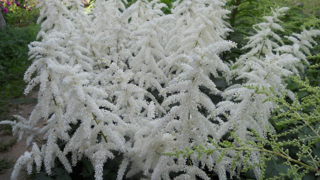 Садовые цветы астильба на дачном участке