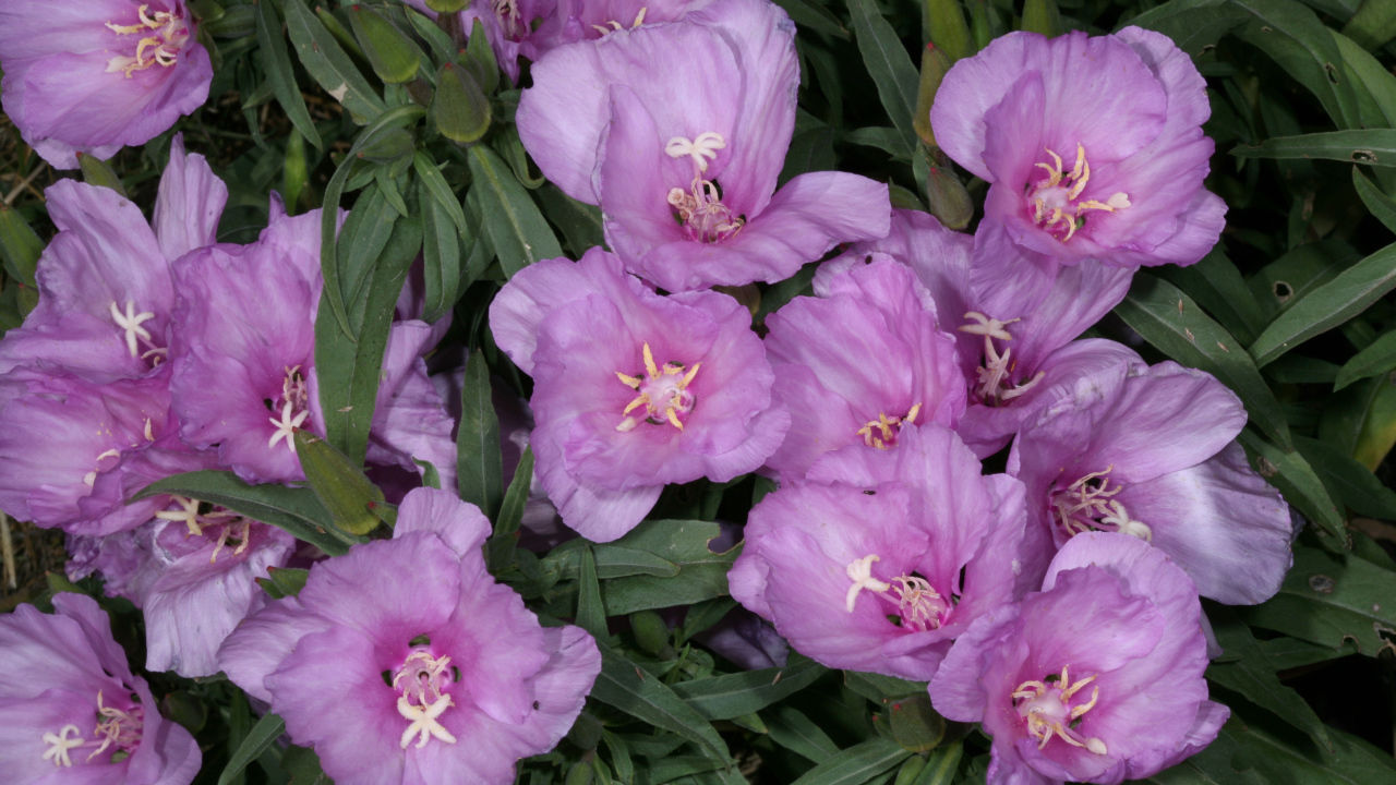 Садовые цветы кларкия (годеция) на дачном участке