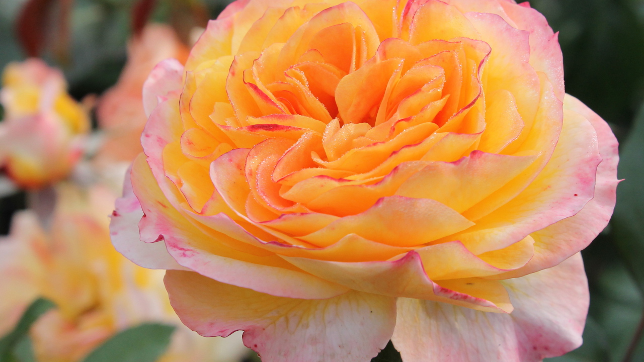 Садовые цветы кустарниковые розы на дачном участке