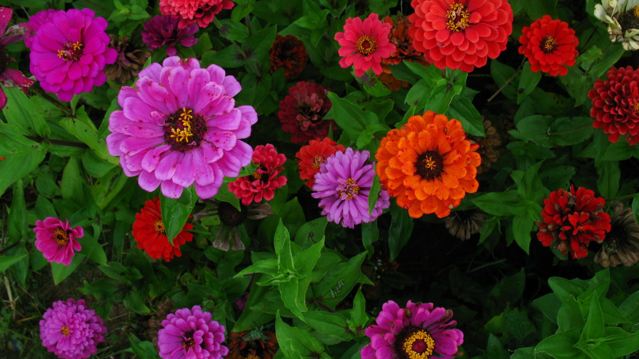 Садовые цветы цинния (циния) на дачном участке