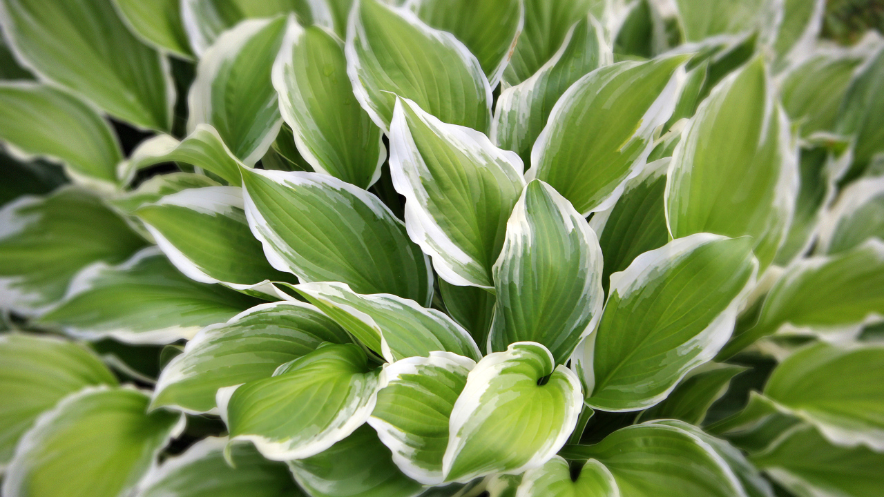 Садовое растение хоста на дачном участке