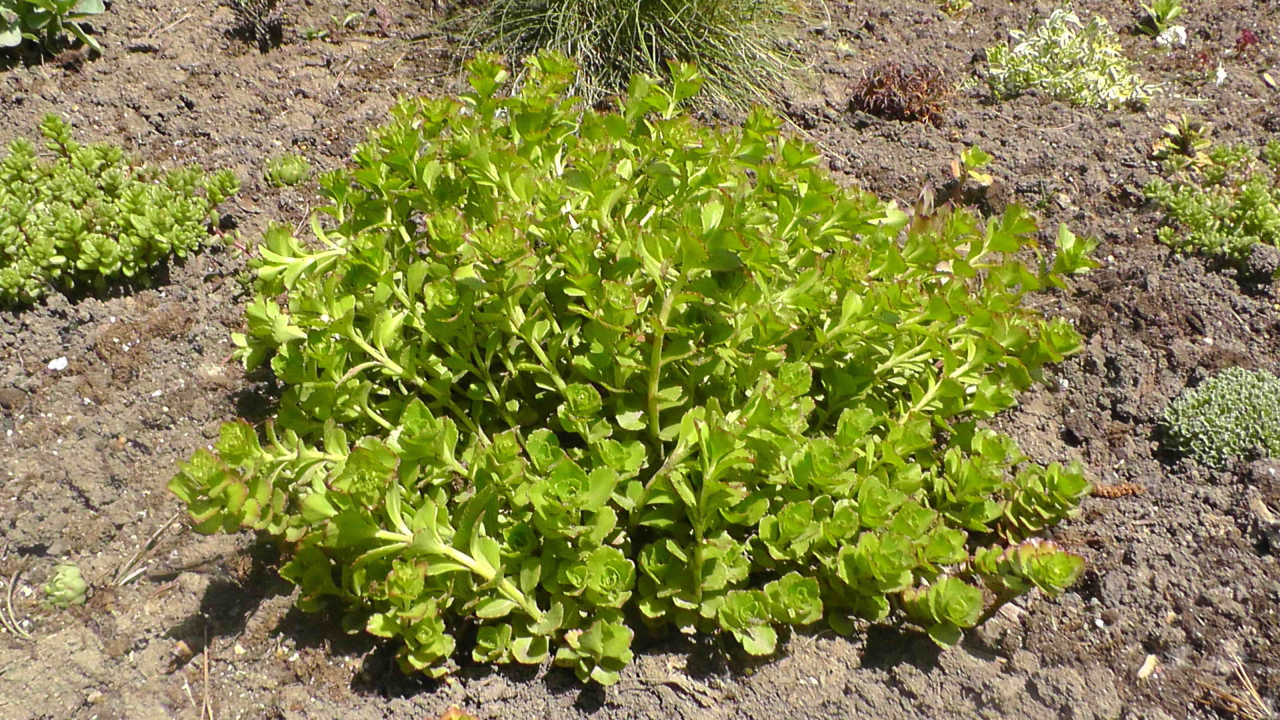 Садовое растение седум на дачном участке