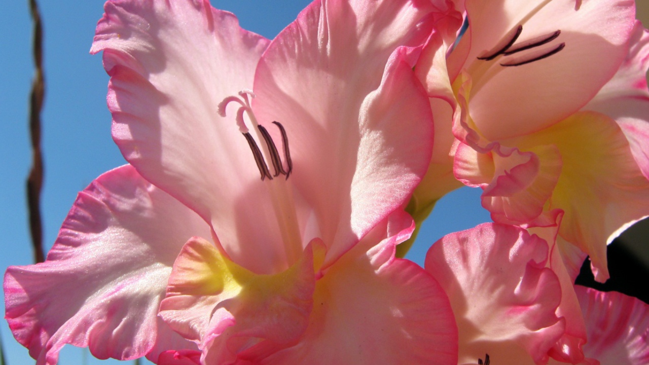 Нежно розовые цветы гладиолуса