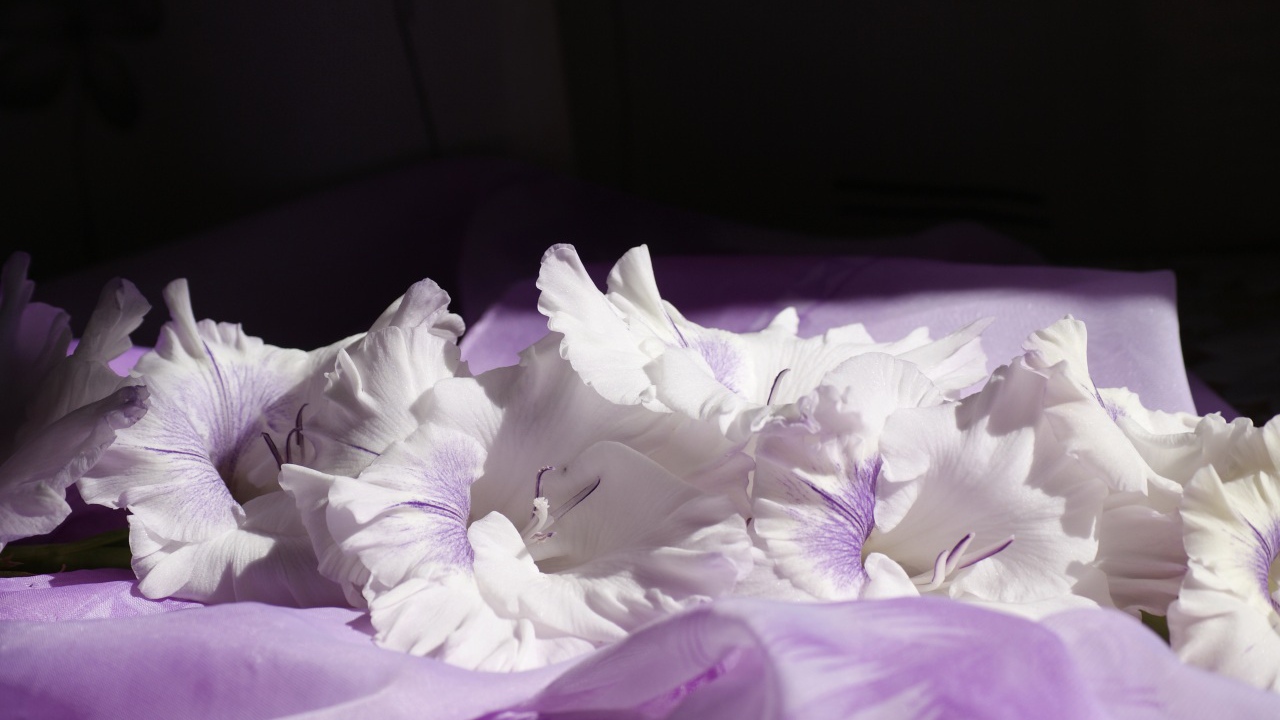 Нежно сиреневые цветы гладиолуса