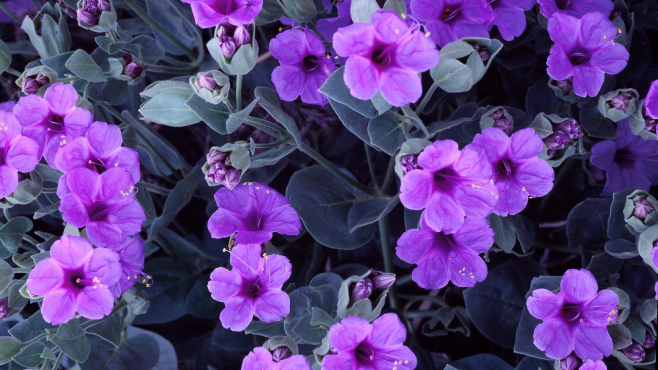 Цветы гиацинта 