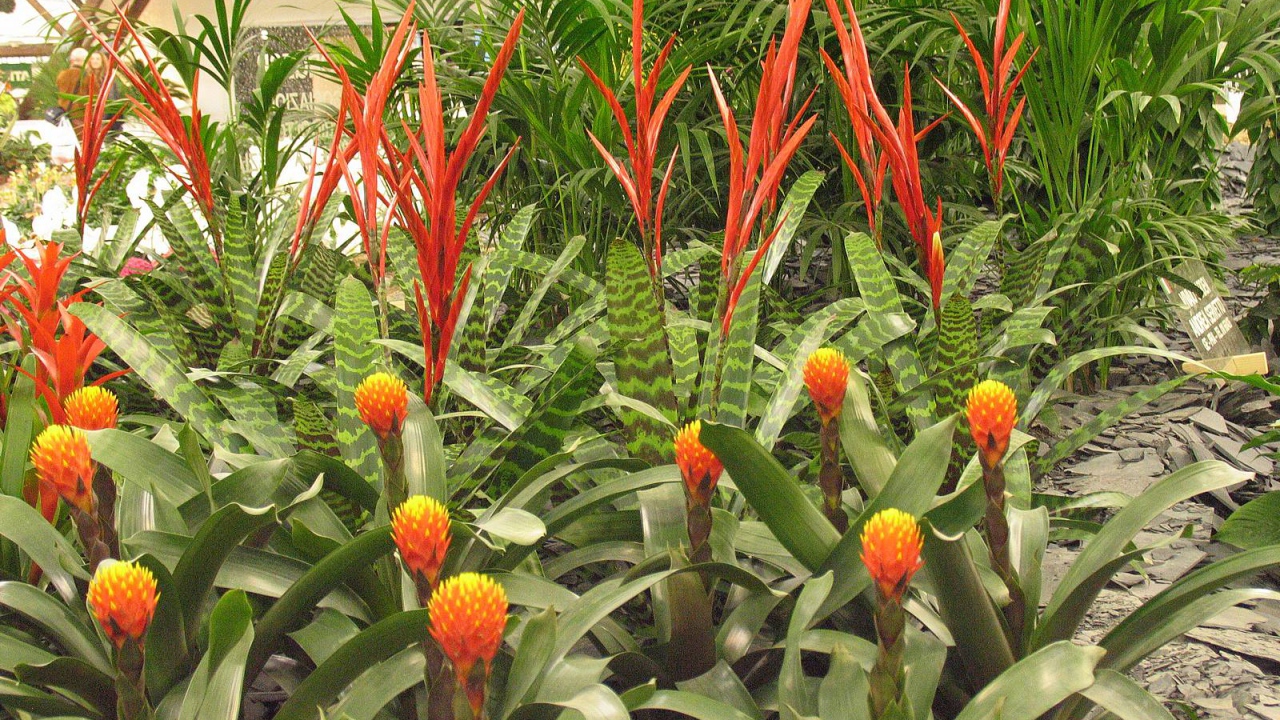 Имбирь (роскоя) на дачном участке