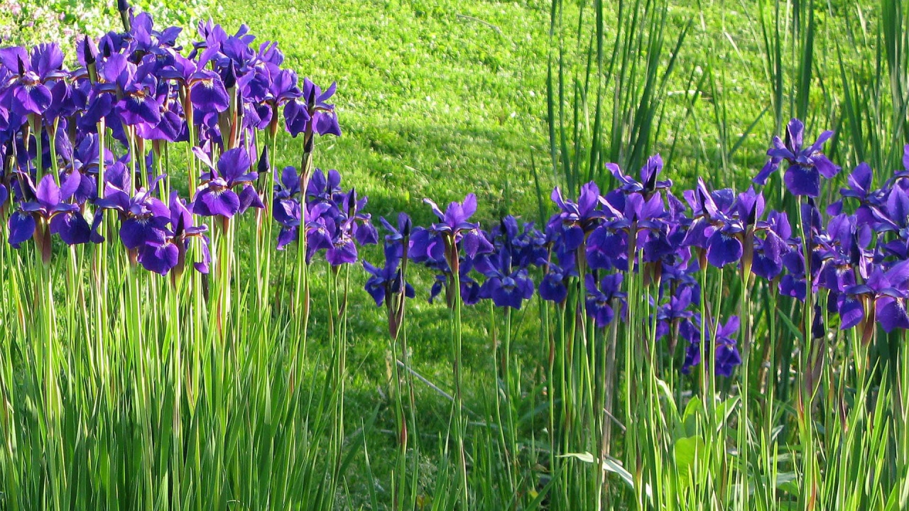 Полянка с ирисами