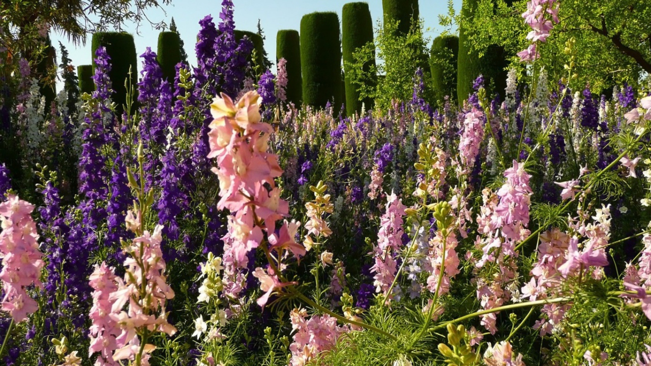 Цветение гладиолусов в саду