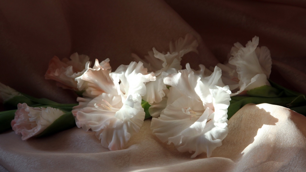 Гладиолусы в лучах солнца