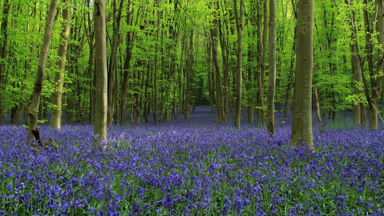 Роща среди густых колокольчиков