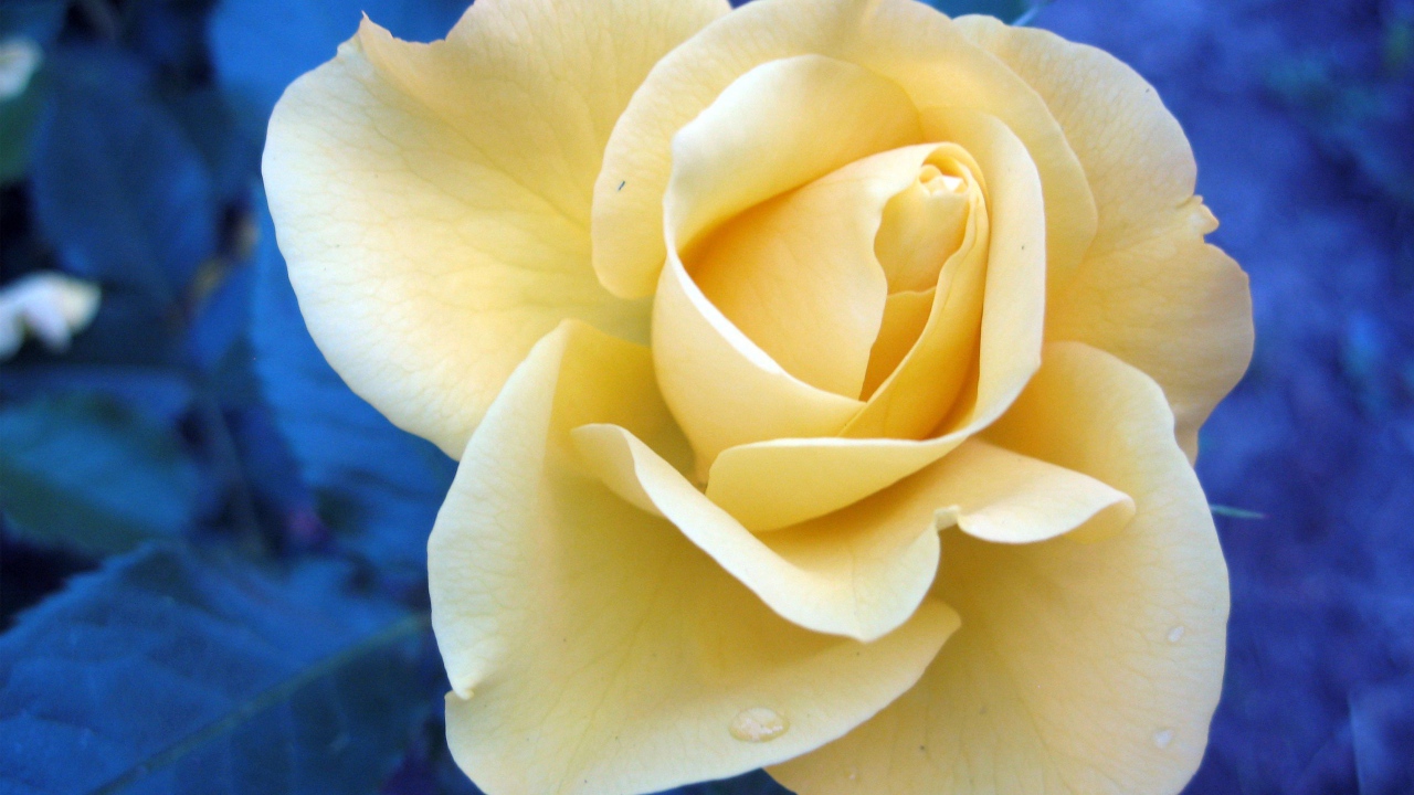 Растущий цветок