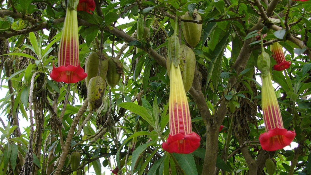 Выращивание растения бругмансия в саду