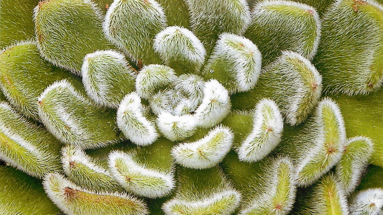 Выращивание цветов эхеверия (эчеверия)  в саду