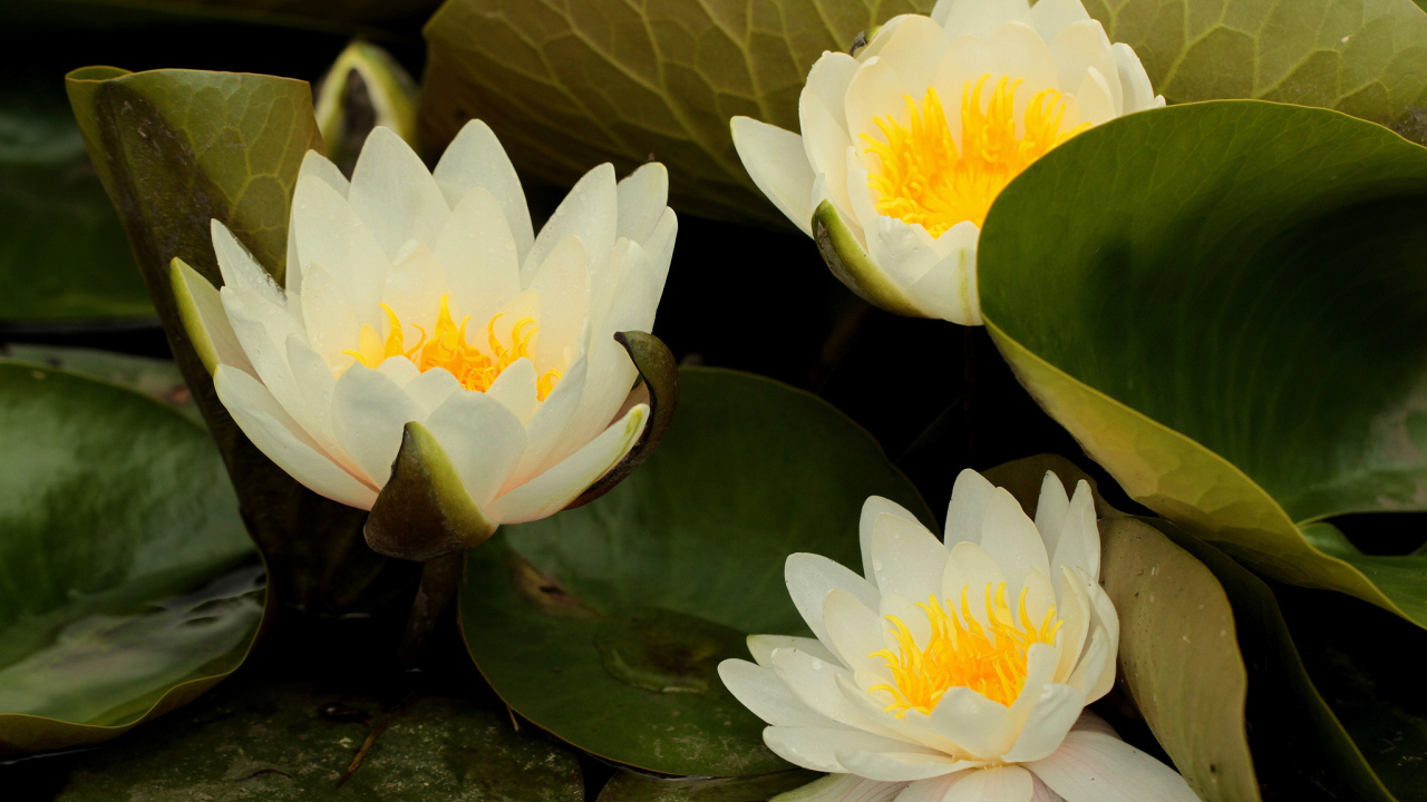 Выращивание цветов лилия на дачном участке