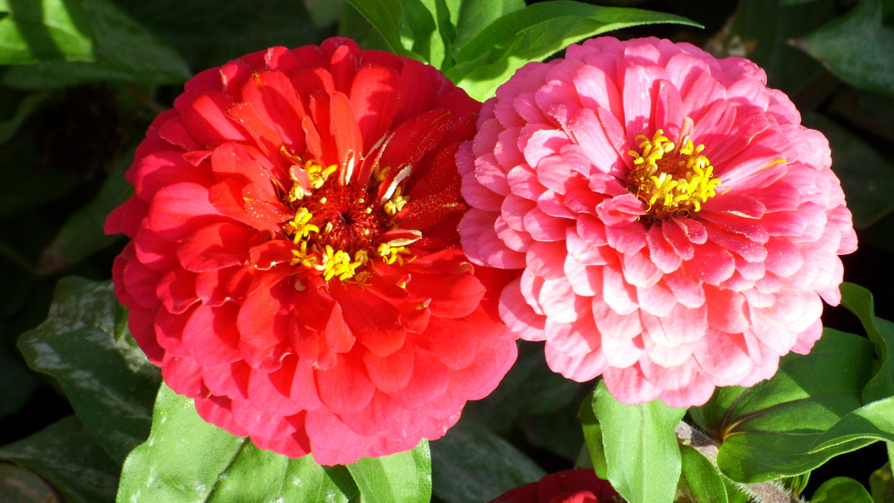 Выращивание цветов цинния (циния) в саду