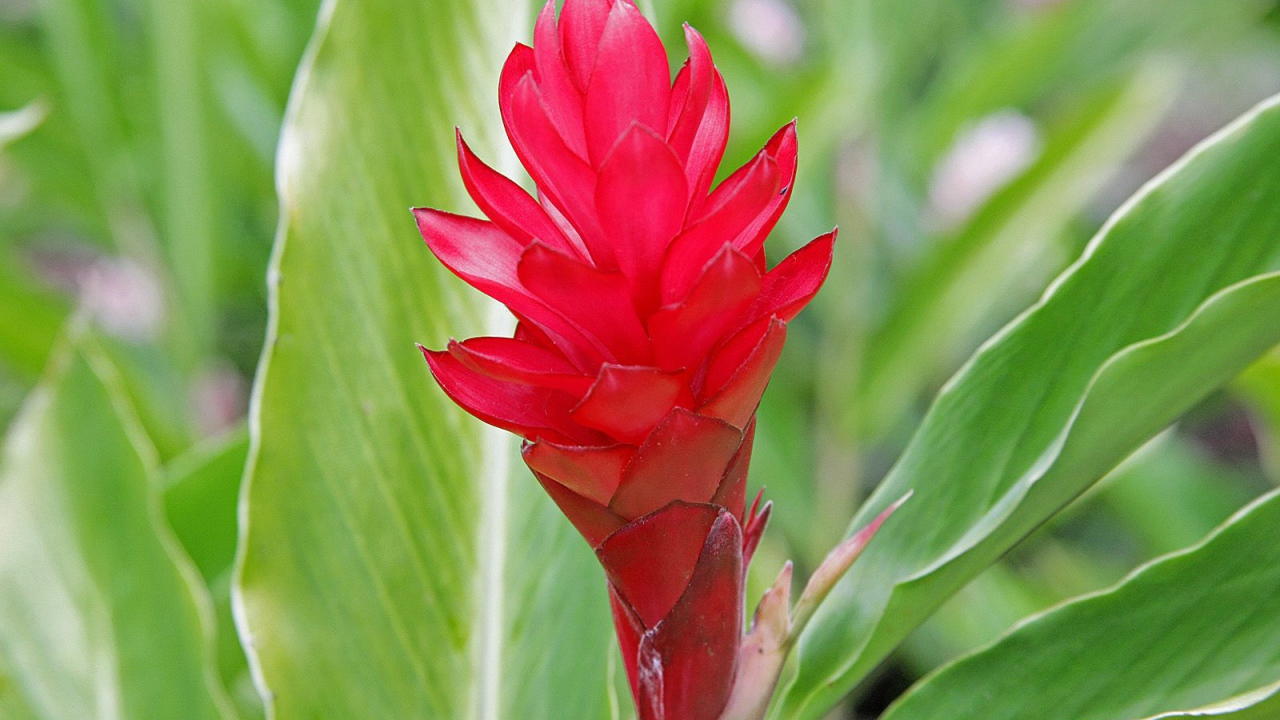 Выращивание растения имбирь (роскоя) в саду