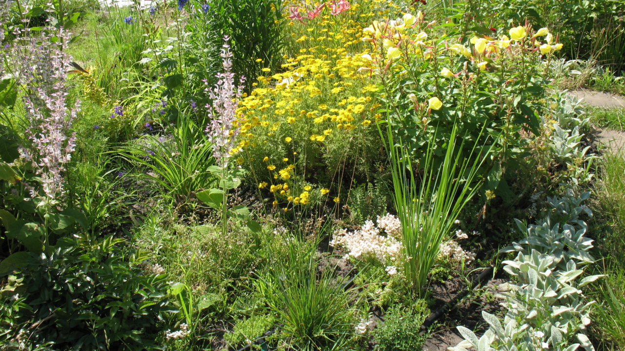 Выращивание растения бузульник в саду