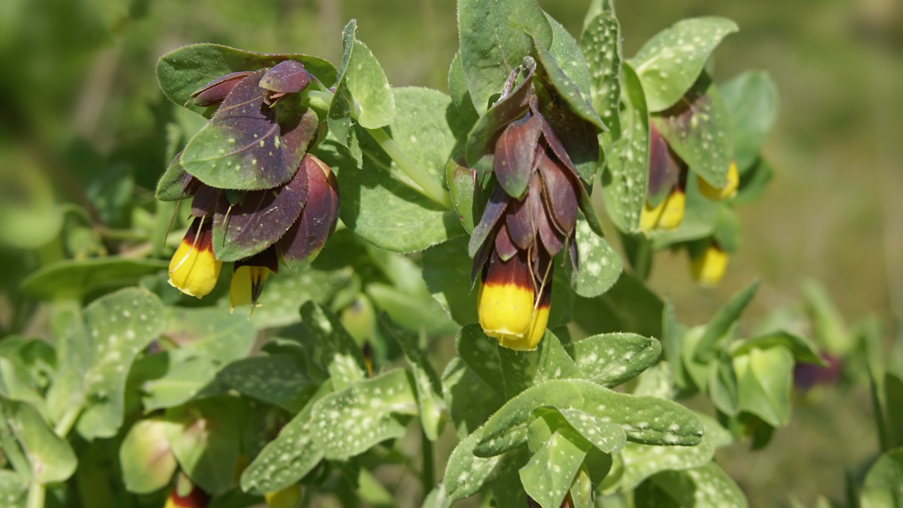 Выращивание растения восковник в саду