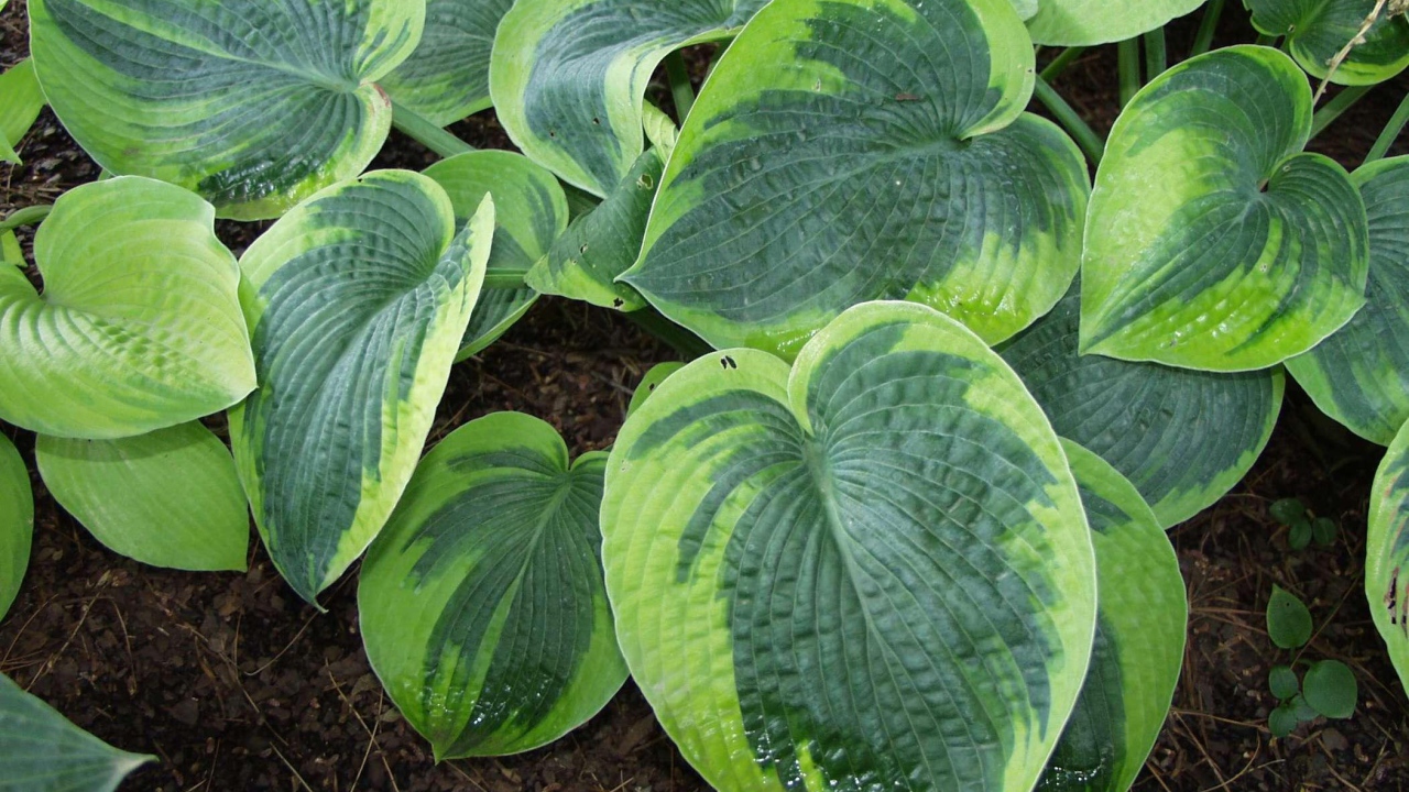 Выращивание растения хоста в саду