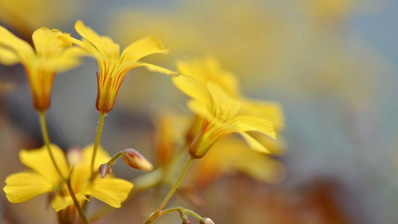 Pастущие желтые цветы