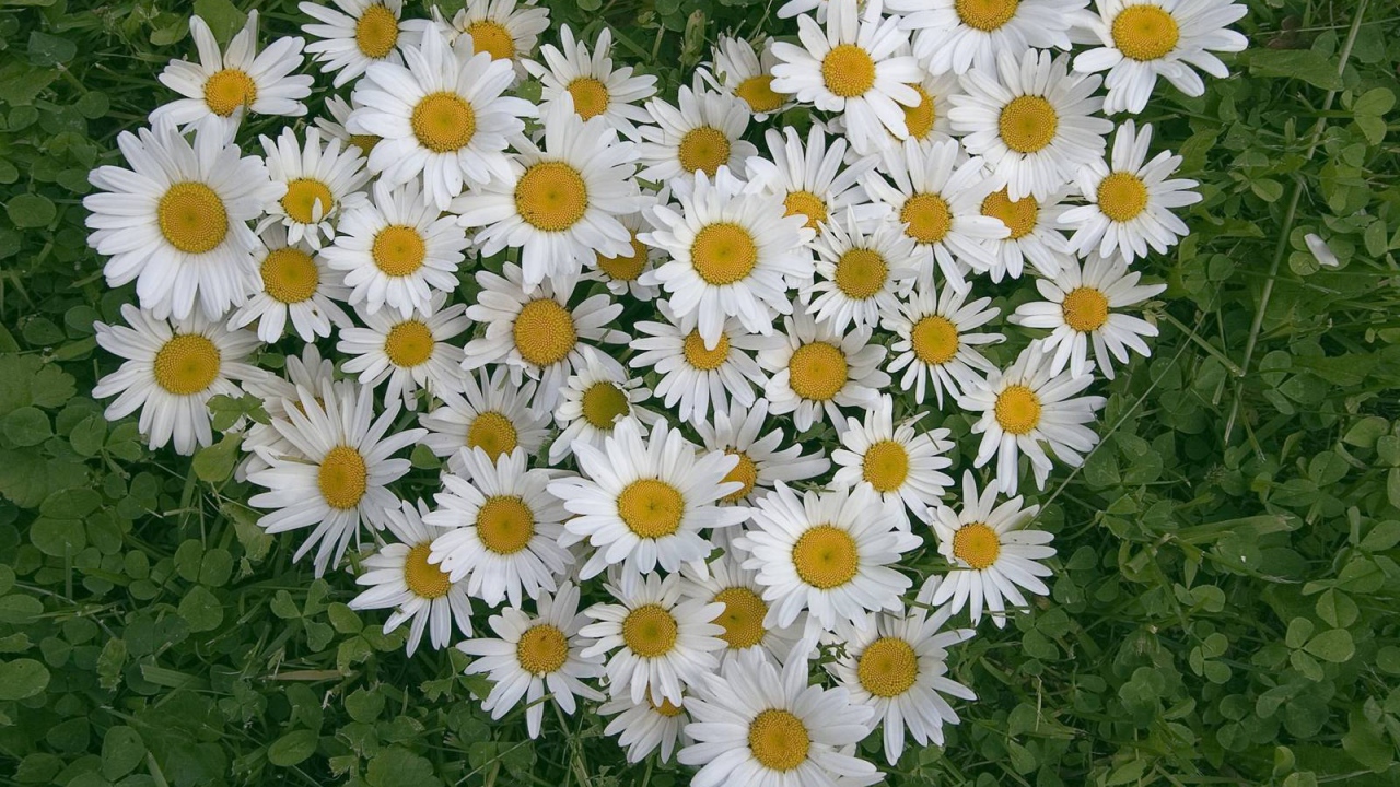 Сердце из цветов белые маргаритки