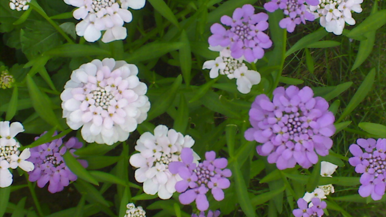 Красивые цветы иберис на клумбе в саду