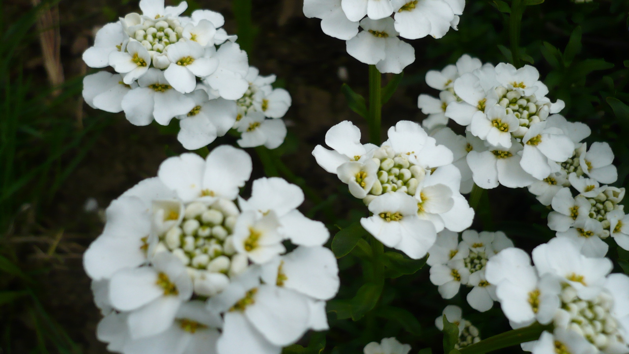 Красивые цветы иберис в саду