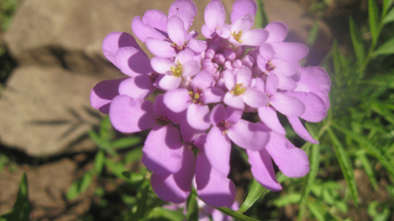 Выращивание цветов иберис в саду