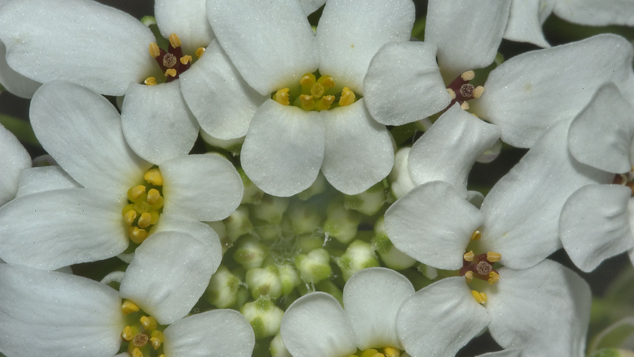 Садовые цветы иберис на дачном участке