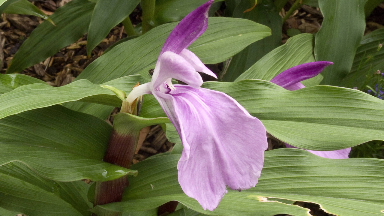 На поляне красивый цветок роскоя