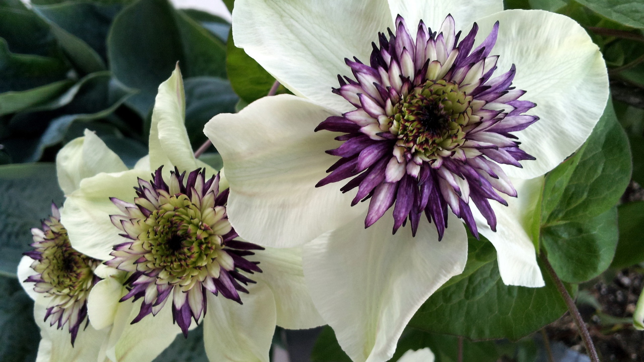 На поляне красивые цветы клематис