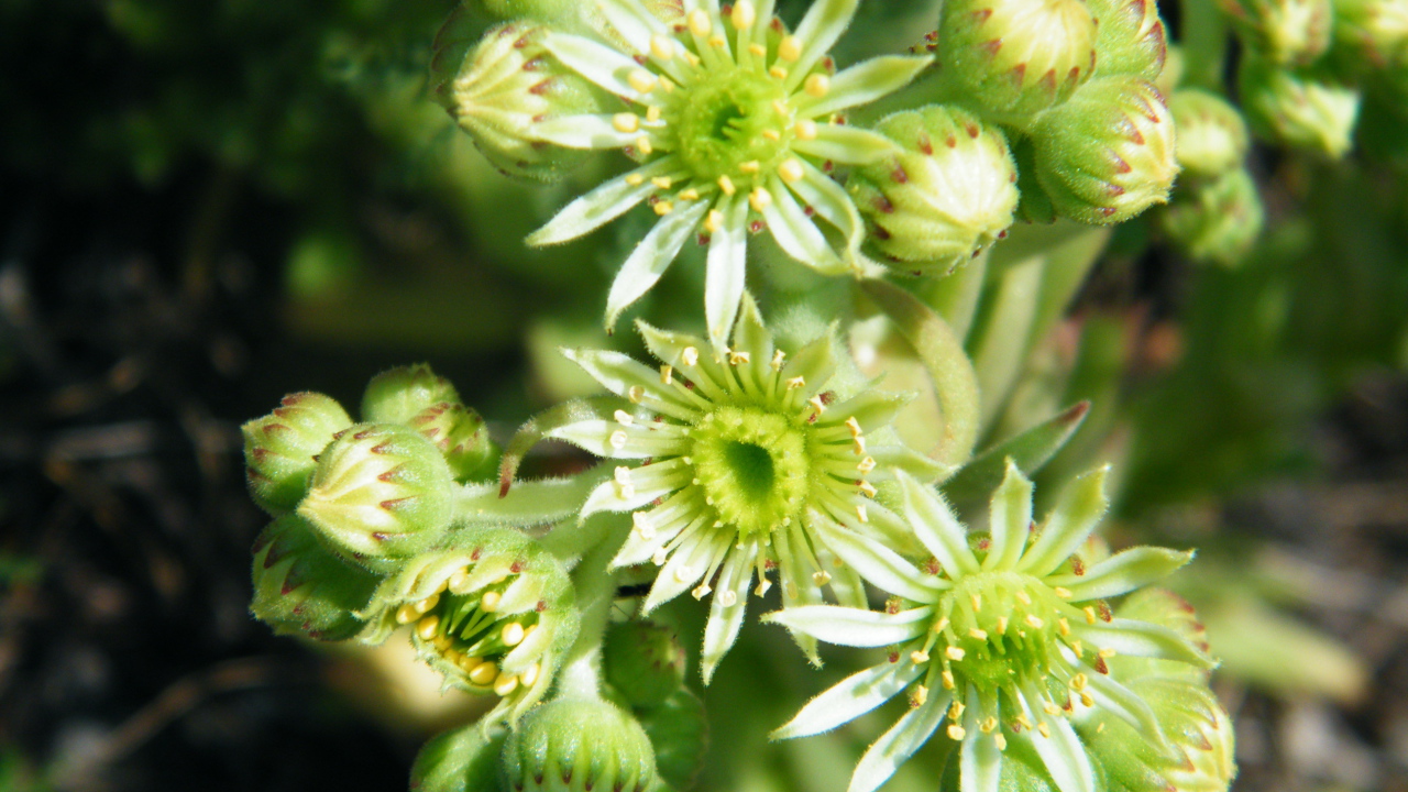 На поляне красивое растение молодило 