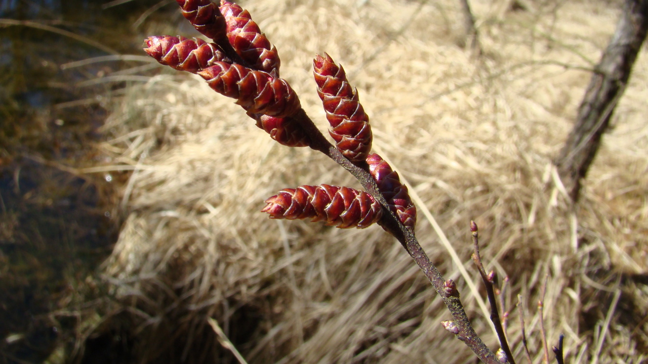 На поляне растение восковник