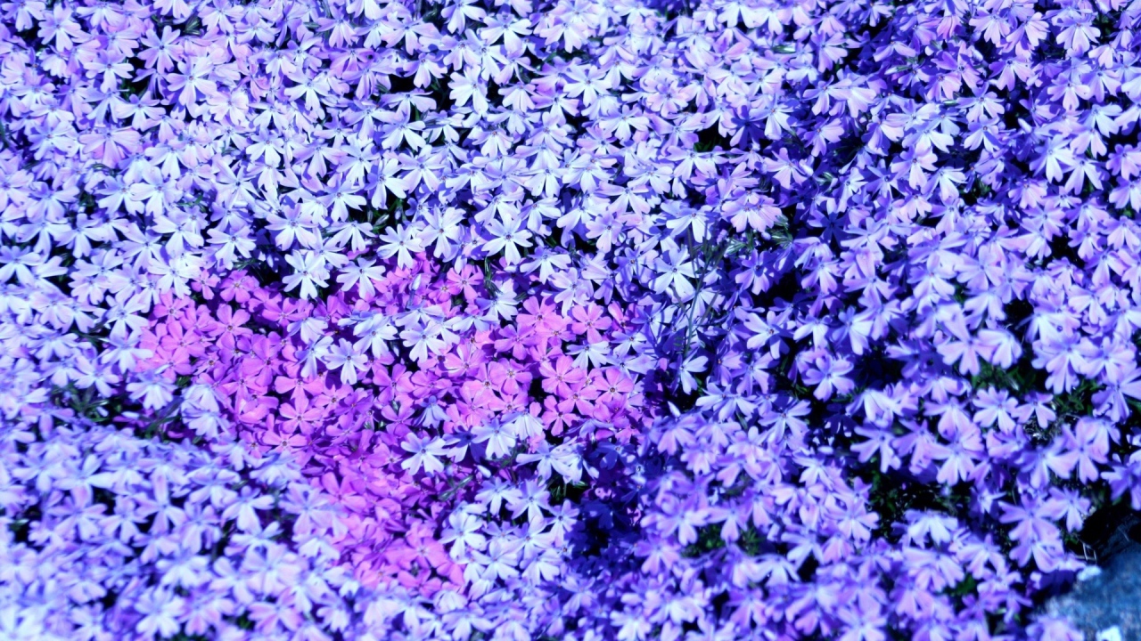 В лесу красивые цветы флокс