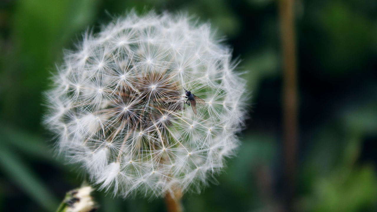 В лесу красивый козлобородник (большой одуванчик) 