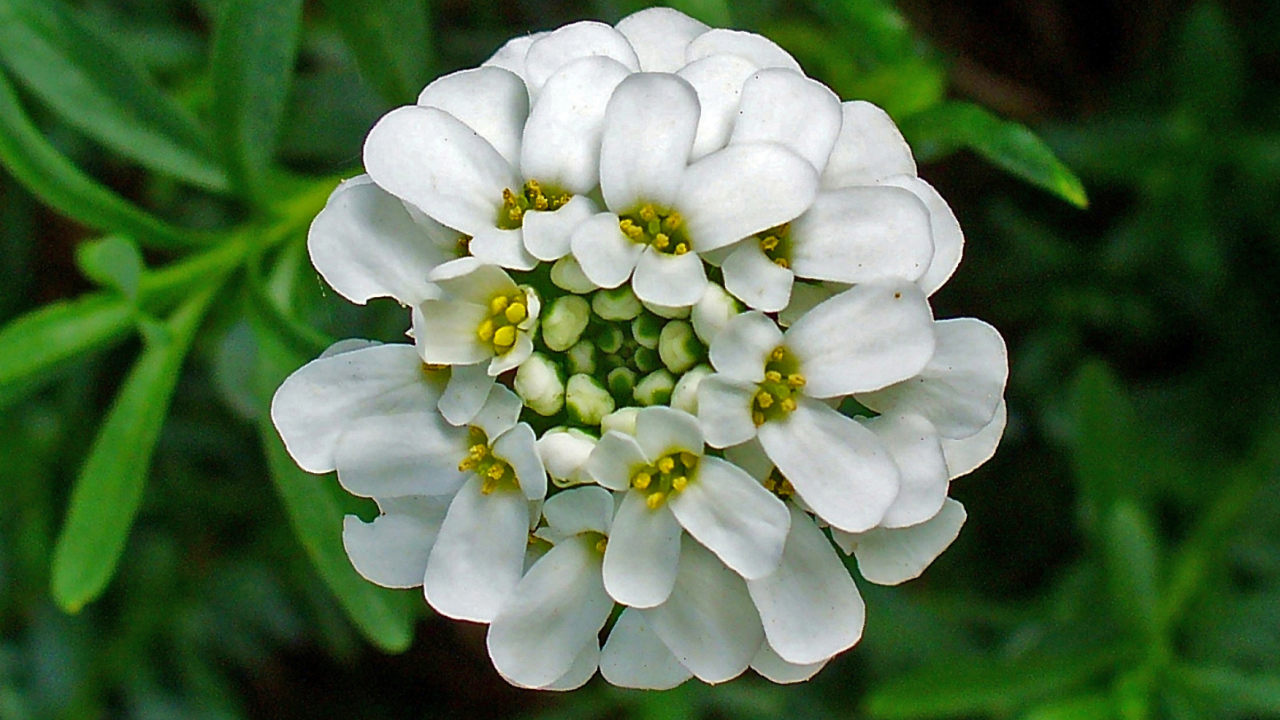 В саду красивые цветы иберис