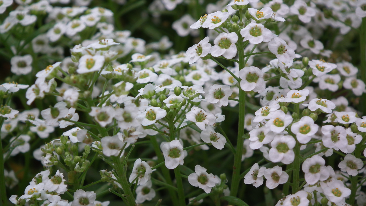 В саду красивые цветы алиссум