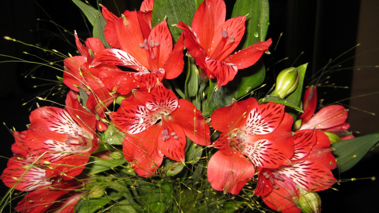 В саду красивые цветы альстремерия