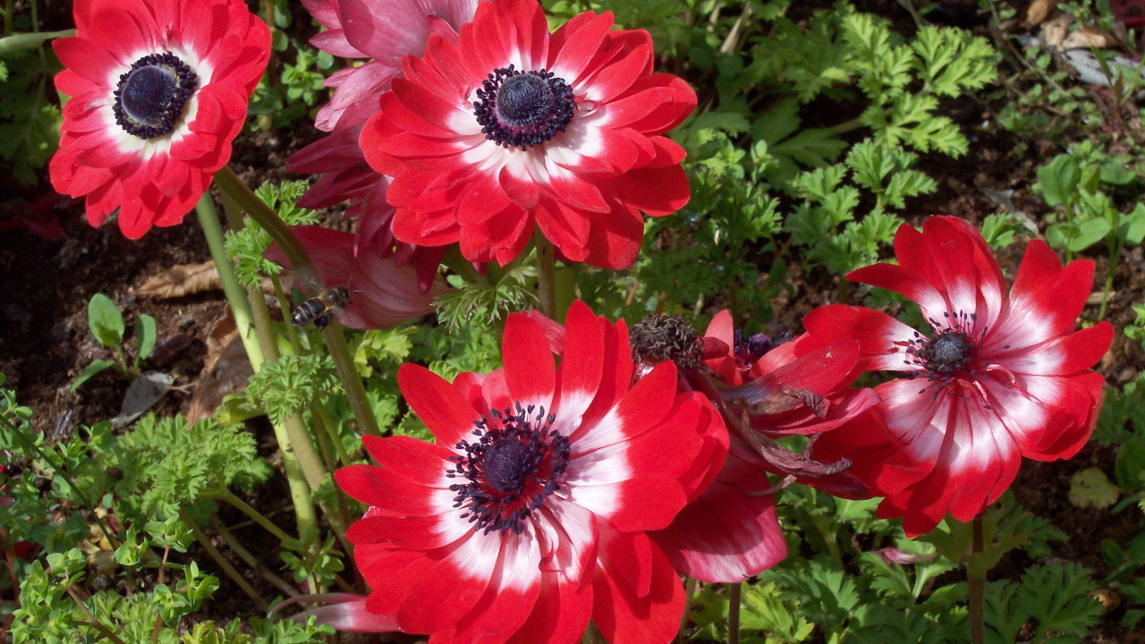 В саду красивые цветы анемона