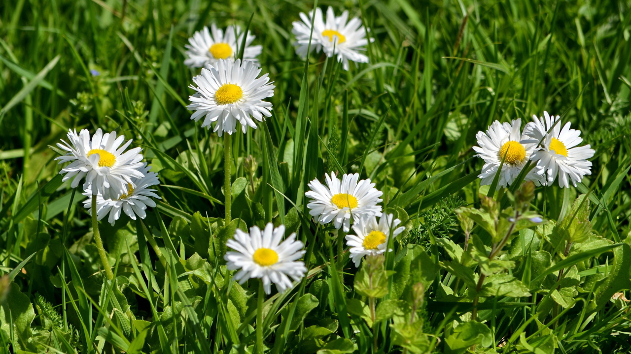 В саду красивые цветы маргаритки