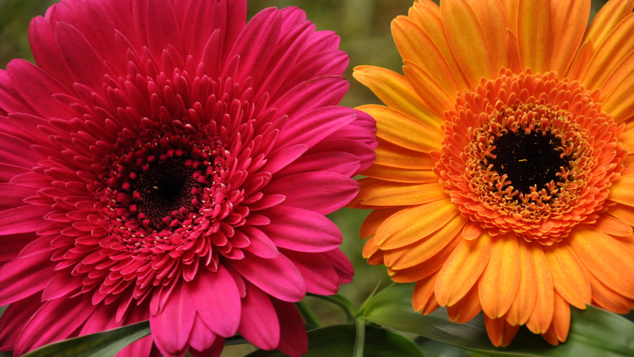 В саду красивые цветы гербера