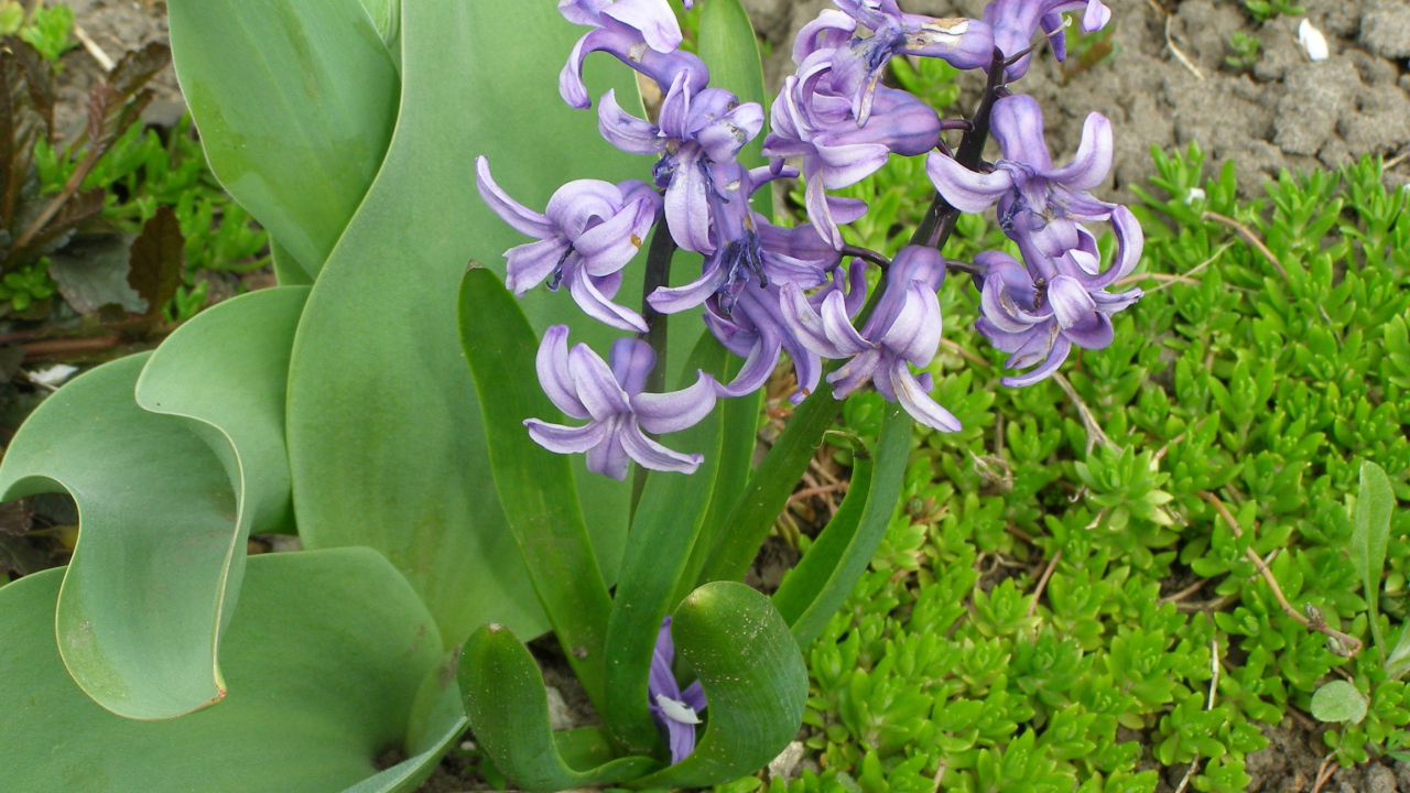 В саду красивые цветы гиацинты