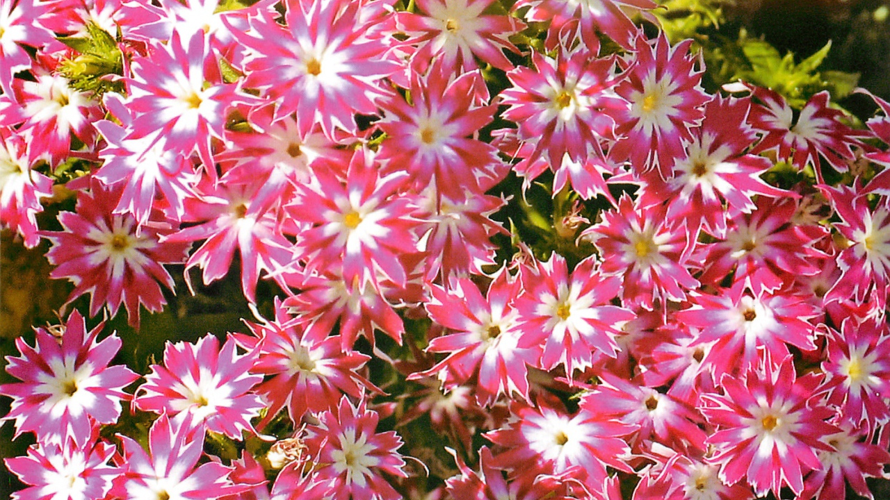 В саду красивые цветы флокс