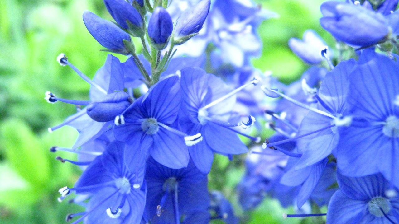 В саду красивые цветы вероника