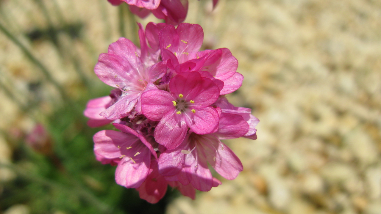 В саду красивые цветы армерия