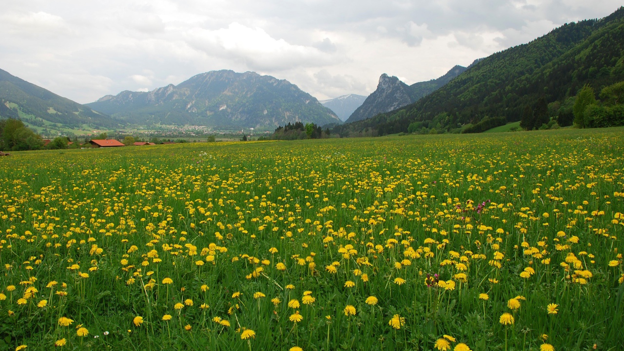 Большое поле одуванчиков
