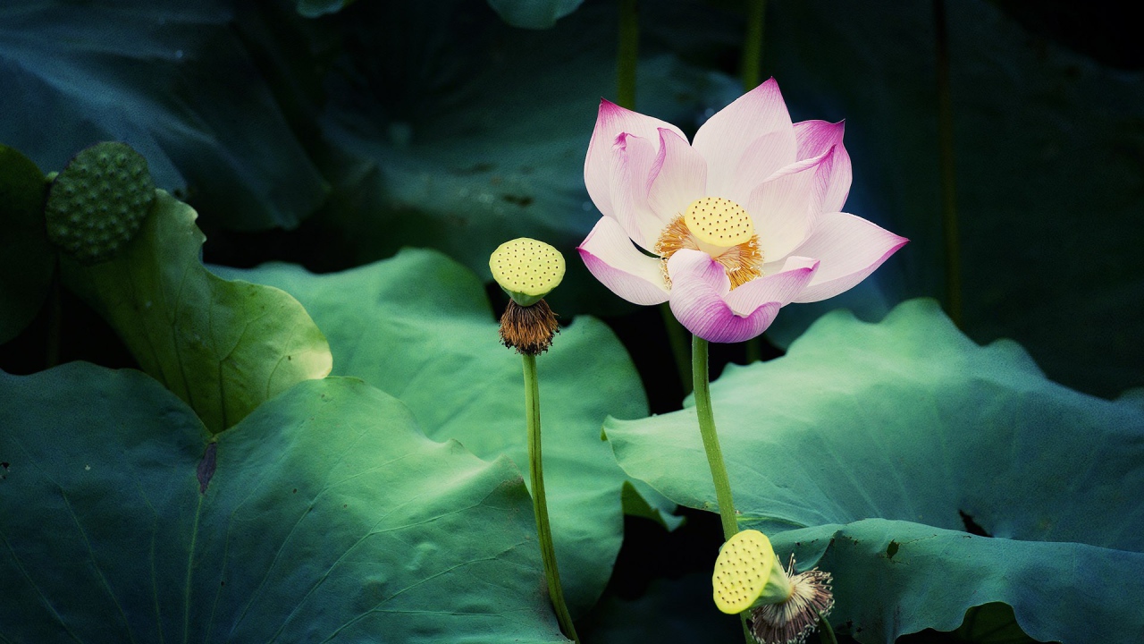 Цветок лотоса