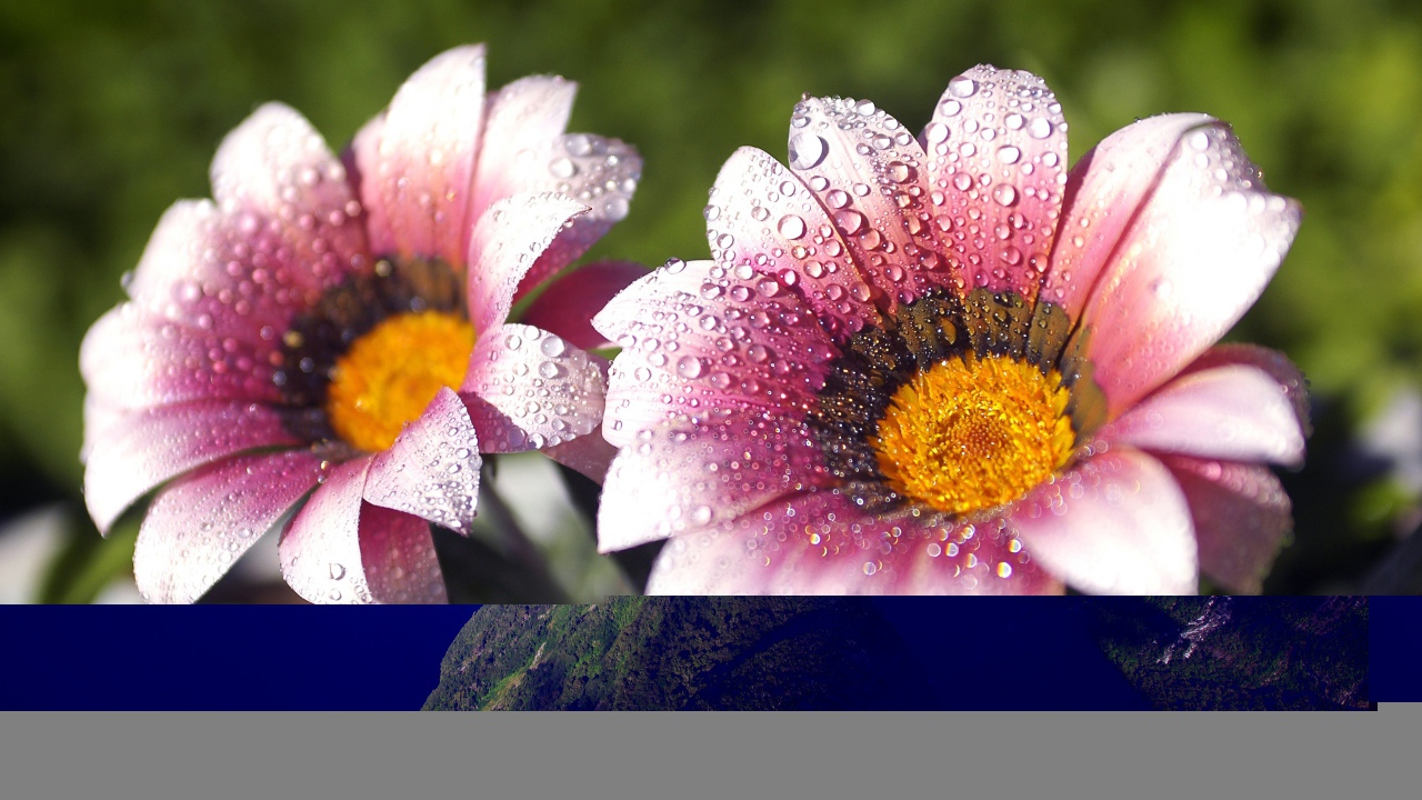 Утренняя влага