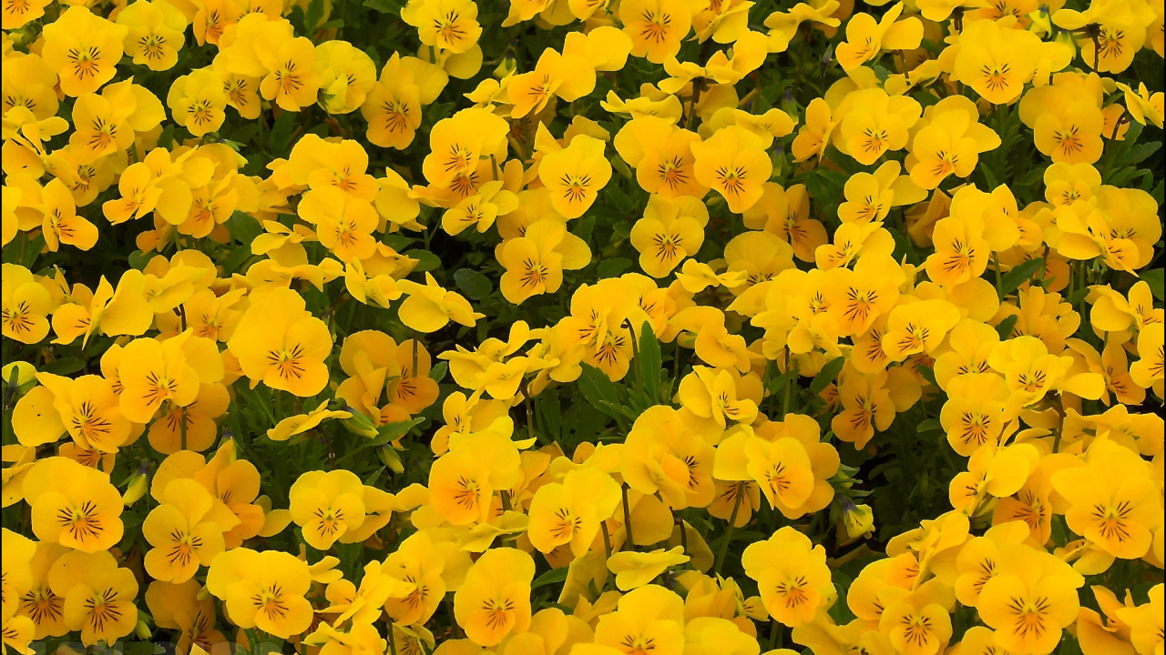 На большой поляне цветы анютины глазки